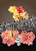 Growth hormone receptor,molecular model