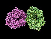 Hepatitis C virus polymerase enzyme