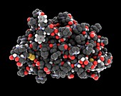 Erythropoietin hormone molecule