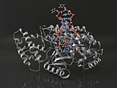 Telomerase molecule bound to DNA