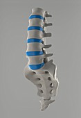 Lumbar spine and sacrum,artwork