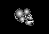 Human skull anatomy,artwork