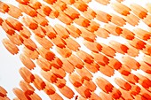 Butterfly scales,light micrograph