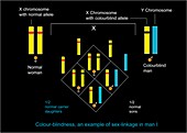 Genetics of colour blindness,diagram