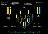 Genetics of colour blindness,diagram