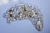 Water bear,light micrograph