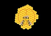 Honeybee dance,artwork