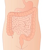 Digestive system,artwork