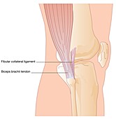 Knee in lateral view,artwork