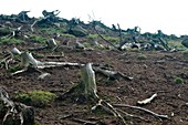 Cleared woodland,Shropshire