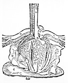 Heart anatomy,16th century