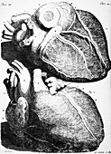 Heart anatomy,18th century