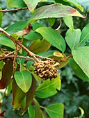 Forsythia Gall