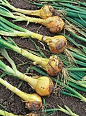 Onion Allium cepa 'Sturon'