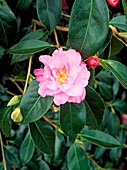 Camellia 'The Duchess of Cornwall'
