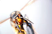 Asian hornet research