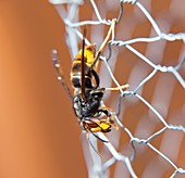 Asian hornet at a beehive