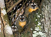 Three-striped owl monkeys