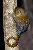 Pygmy marmoset in a tree