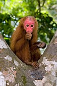 Red bald uakari