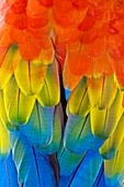 Scarlet macaw plumage