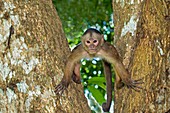 White-fronted capuchin monkey