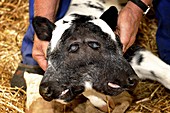 Two-headed calf,Belgium