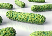 Rod-shaped bacteria,artwork