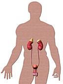 Male genitourinary system,artwork