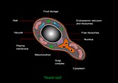 Yeast cell,artwork