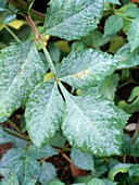 Powdery mildew