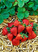 Strawberry 'Cartuno'