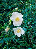 Camellia x williamsii 'Beatrice Michael'