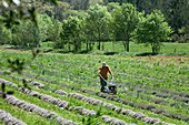 Organic thyme farming
