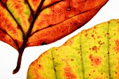 Backlit autumnal leaves