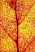 Backlit autumnal leaf