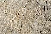 Prehistoric brittle star fossils