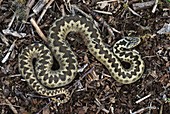 Common adder