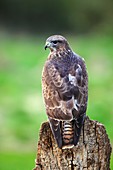 Common buzzard