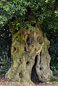 Holm oak (Quercus ilex) tree trunk
