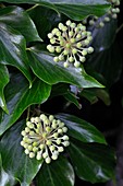Ivy (Hedera sp. ) in flower