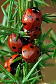 Seven-spot ladybirds