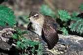 Wren sunbathing