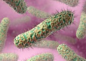 Rod-shaped bacteria,artwork