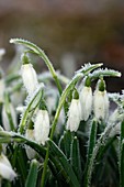 Snowdrops (Galanthus sp.)