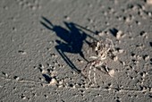 Tiny crab on sand