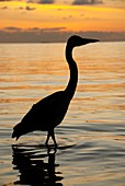 Grey heron wading at sunset