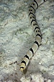 Harlequin snake eel