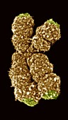 Human chromosome 10,SEM