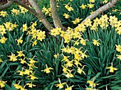 Narcissus 'Binkie'
